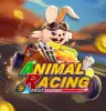 ANIMAL RACING